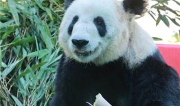 大熊猫丫丫最新爆料消息,揭秘她的生活点滴与成长历程