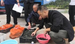 桥头菇溪事件最新爆料,最新爆料揭露惊人内幕”