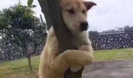 狗狗最新爆料图片表情包,萌态百出，笑点连连